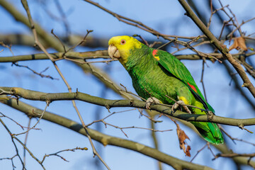 Gelbkopfamazone (Amazona oratrix)