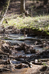 Creek Winding through a Forest