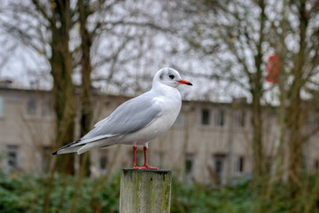 Black-Headed Gull During The Winter At Amsterdam The Netherlands 27-11-2020