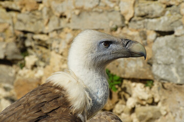 Gänsegeier Geier Raubvogel Close up