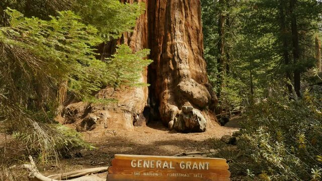 Sequoia Forest Dolly General Grant Tree Kings Canyon National Park California