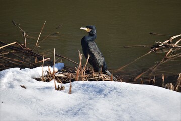 cormorán en la orilla nevada