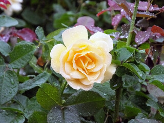 雨の中のバラ　黄色いバラ
