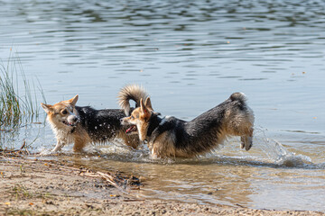 several happy Welsh Corgi dogs playing and jumping in the water on the beach
