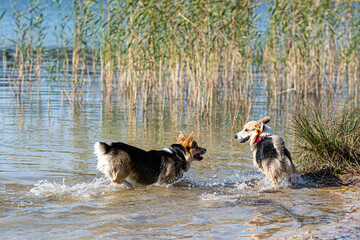 several happy Welsh Corgi dogs playing and jumping in the water on the beach