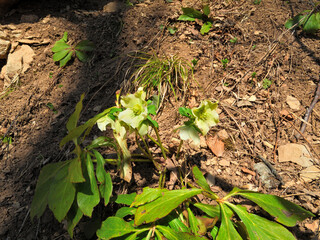 Hellebore Caucasian in the woods in early spring. Amazing green flower.