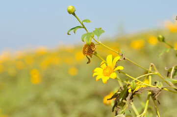 mexican sunflower weed, tithonia divesifolia