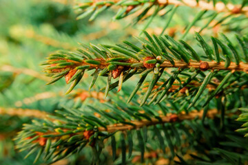 Closeup of pine tree branches