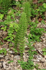 Jeunes pousses de prêle, queue de chat 