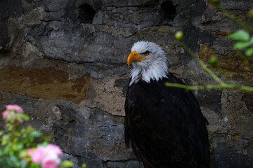 Weißkopfseeadler Adler Grifvögel Close Up
