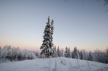 Spruce in the snow on a steep slope. Frosty evening 

