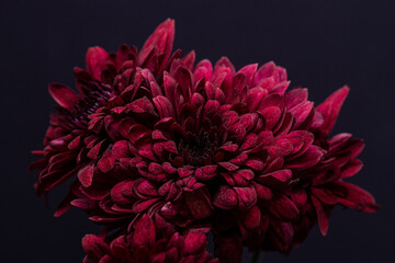 red dahlia flower