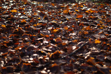 A Great Number Of Orange/Red Autumn Leaves Laying On The Ground 