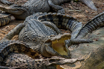Indian Crocodile baking in the Sun
