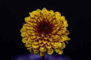 yellow flower