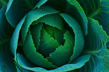 Obraz premium Maksro flora in Ukraine