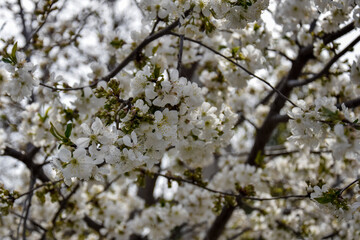 Abstract natural background with blossom cherry flowers. Early Spring. Branches of flowering cherry in garden. Close-up. Selective focus.