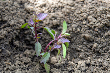 Basil shoots. Young shoots with green tender leaves on the background of the soil. Early spring. Farming, agriculture. Blurred background. Selective focus on shoots. Copy space.Close-up.