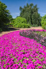 590-40 Cantigny Petunias