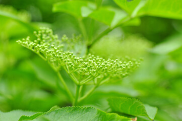 Maksro flora in Ukraine