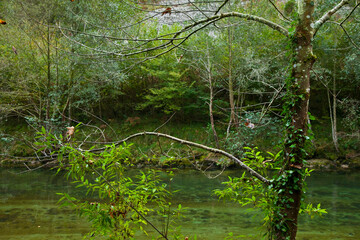 Fototapeta na wymiar Río Cares, tramo medio en Niserias, Peñamellera Alta, Asturias