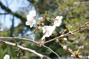 Beautiful cherry blossom sakura in spring time over blue sky in Fukuoka, Japan - 桜 お花見 福岡城 日本