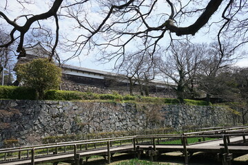 Fukuoka Castle Ruins in spring time over blue sky in Fukuoka, Japan - 福岡城跡 桜 お花見 日本