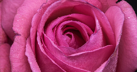 pink rose close up