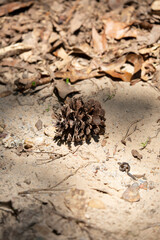 Pine Cone in Dirt