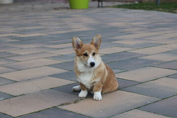 welsh corgi pembroke