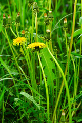 Maksro flora in Ukraine