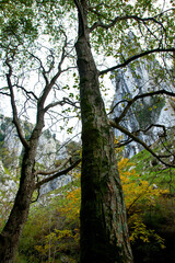 Fototapeta premium Río Casaño, afluente del Cares,Puente Pompedro, Concejo de Cabrales, Asturias