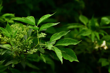 Maksro flora in Ukraine