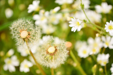 Maksro flora in Ukraine