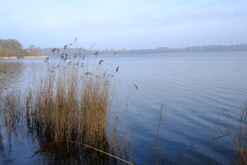 Schilfkante am Ufer eines ruhigen Sees