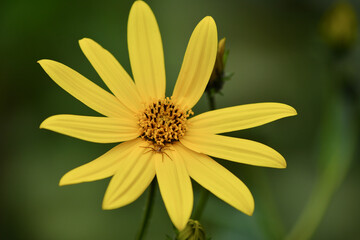 Maksro flora in Ukraine