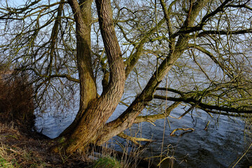 Weide am Ufer eines Sees