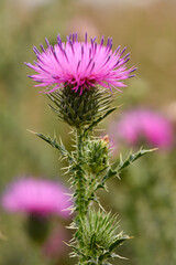 Maksro flora in Ukraine