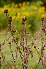 Maksro flora in Ukraine
