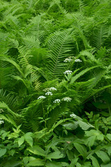 Maksro flora in Ukraine