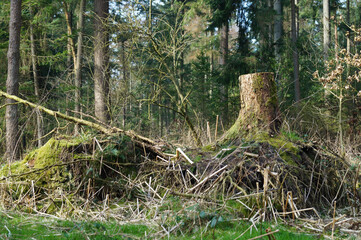Stump In A German Forest Overgrown With Moss.