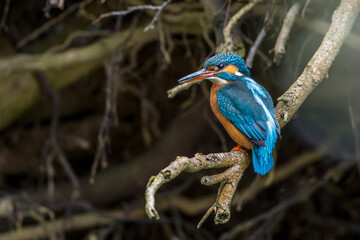 Eisvogel (Alcedo atthis) Weibchen