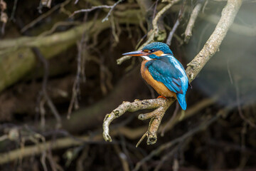 Eisvogel (Alcedo atthis) Weibchen