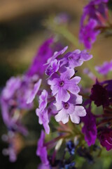 Fototapeta na wymiar Flower arrangements on the island of Crete in Greece.