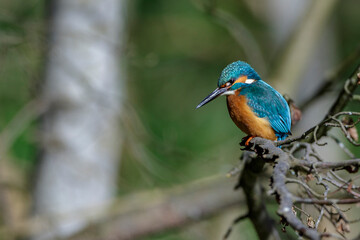 Eisvogel (Alcedo atthis) Männchen