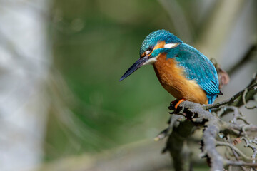 Eisvogel (Alcedo atthis) Männchen