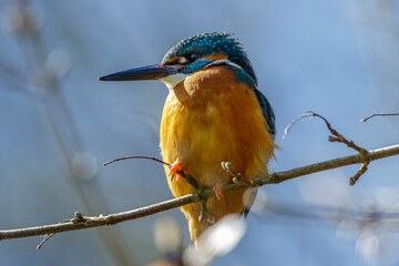 Eisvogel (Alcedo atthis) Männchen