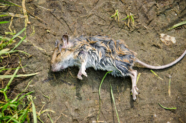 Carcass of a dead mouse on a forest trail