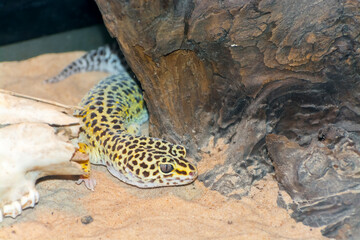 Common leopard gecko in a sandy terrarium