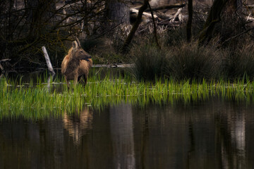 Reflection of a deer in the forest